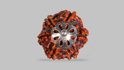 6 MUKHI RUDRAKSHA (22.03 mm)