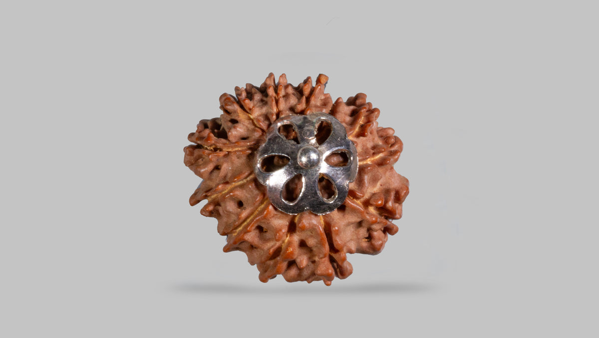 12 MUKHI RUDRAKSHA (24.77 mm)