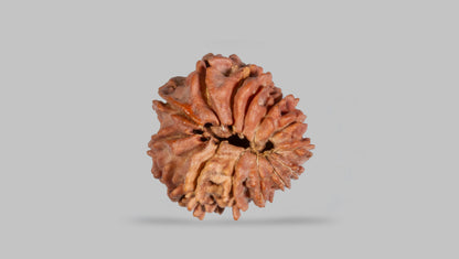 14 MUKHI RUDRAKSHA (19.48 mm)