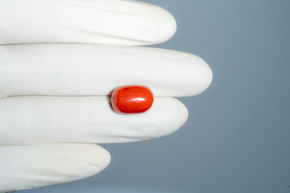Italian Red Coral 12.63 Carats / 13.88 Ratti