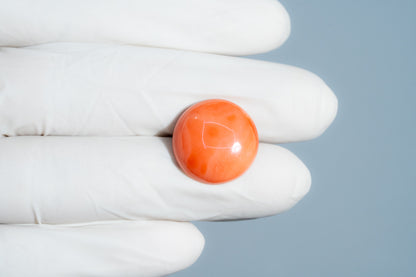 Japanese Red Coral 14.79 Carats / 16.25 Ratti