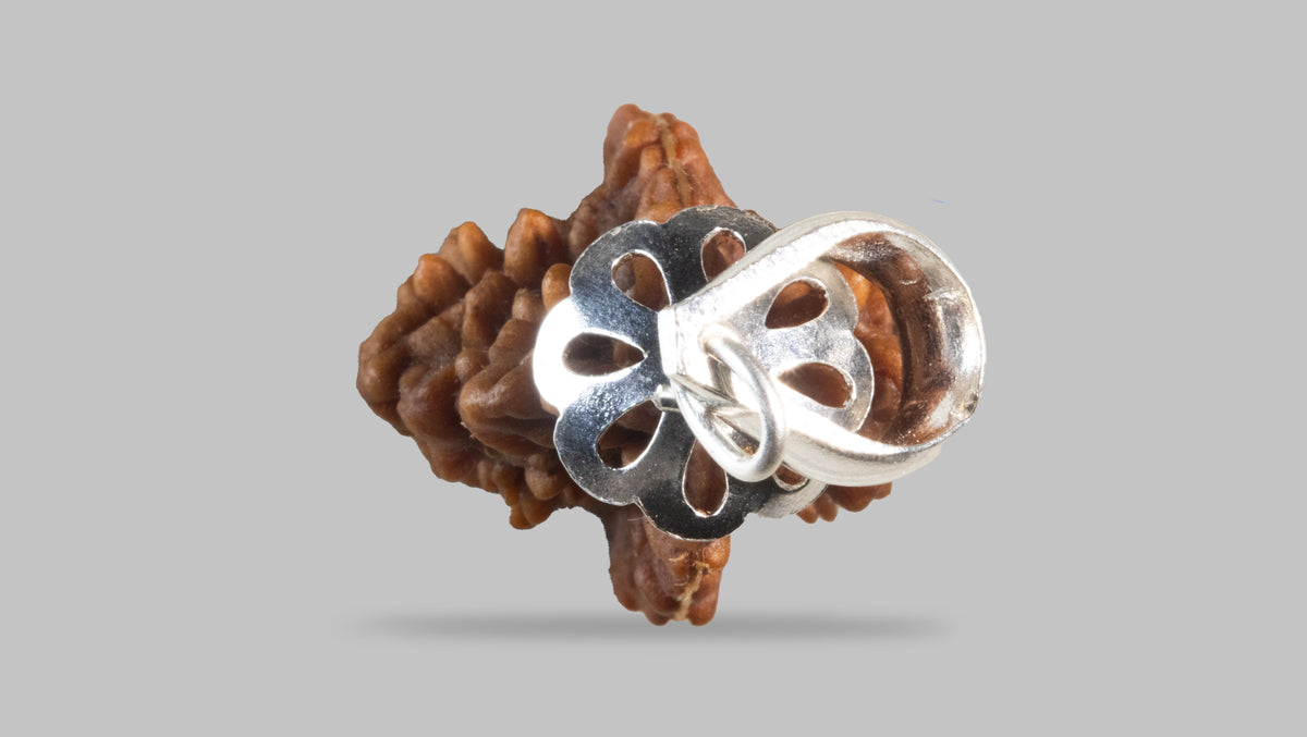 2 MUKHI RUDRAKSHA (27.90 mm)
