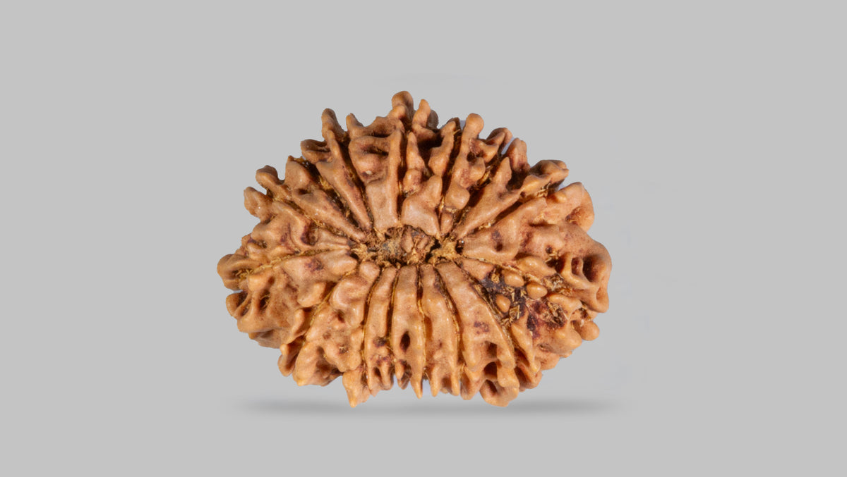 15 MUKHI RUDRAKSHA (24.59 mm)