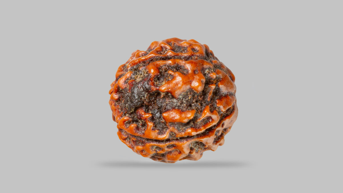 4 MUKHI RUDRAKSHA (17.19 mm) / 14 Ratti