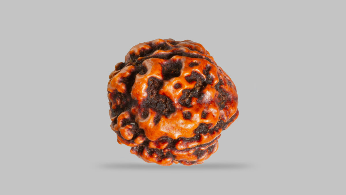 4 MUKHI RUDRAKSHA (17.67 mm) / 13.71 Ratti