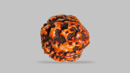 4 MUKHI RUDRAKSHA (17.67 mm) / 13.71 Ratti