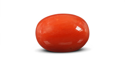 Italian Red Coral 10.78 Carats / 11.85 Ratti
