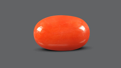 Italian Red Coral 12.56 Carats / 13.8 Ratti