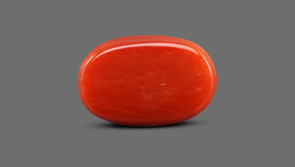 Italian Red Coral 15.75 Carats / 17.31 Ratti