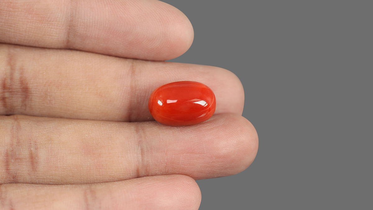 Italian Red Coral 15.75 Carats / 17.31 Ratti