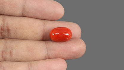 Italian Red Coral 15.75 Carats / 17.31 Ratti