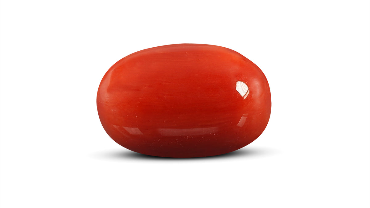Italian Red Coral 15.75 Carats / 17.31 Ratti