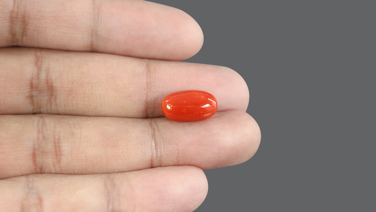 Italian Red Coral 7.82 Carats / 8.59 Ratti