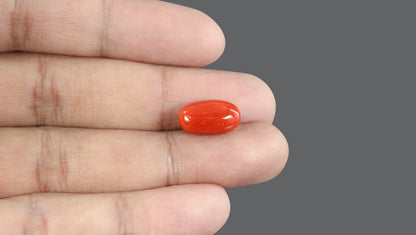 Italian Red Coral 7.82 Carats / 8.59 Ratti
