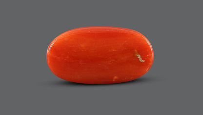 Italian Red Coral 7.71 Carats / 8.47 Ratti