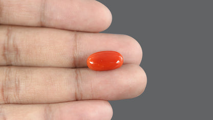 Italian Red Coral 7.71 Carats / 8.47 Ratti