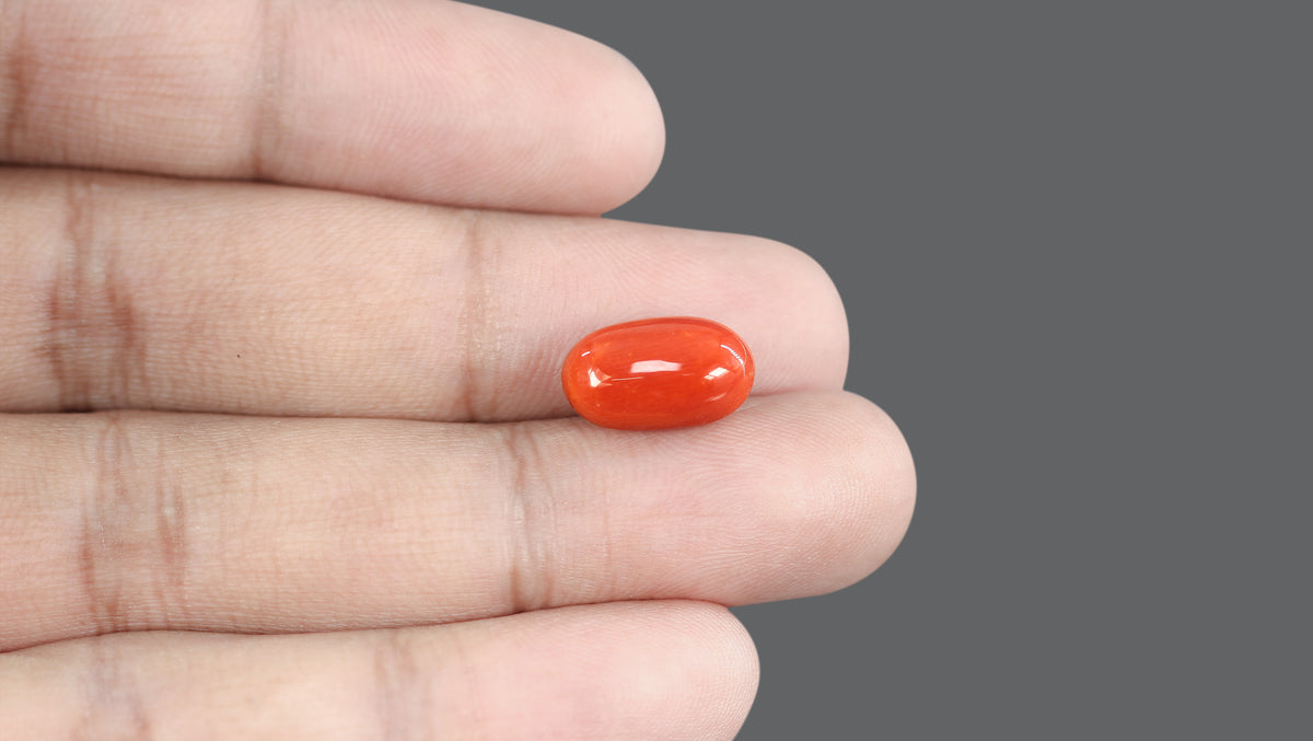 Italian Red Coral 7.63 Carats / 8.38 Ratti