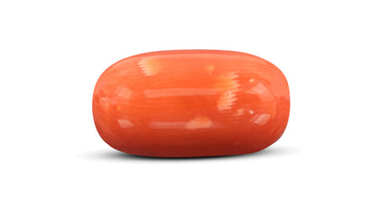Italian Red Coral 13.48 Carats / 14.81 Ratti
