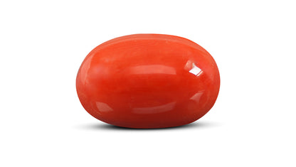 Italian Red Coral 9.19 Carats / 10.1 Ratti