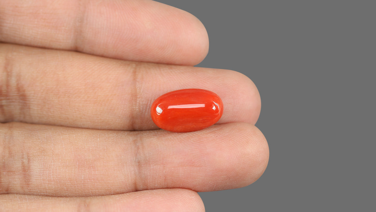 Italian Red Coral 7.03 Carats / 7.73 Ratti