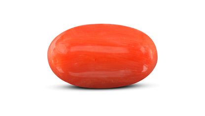 Italian Red Coral 7.03 Carats / 7.73 Ratti
