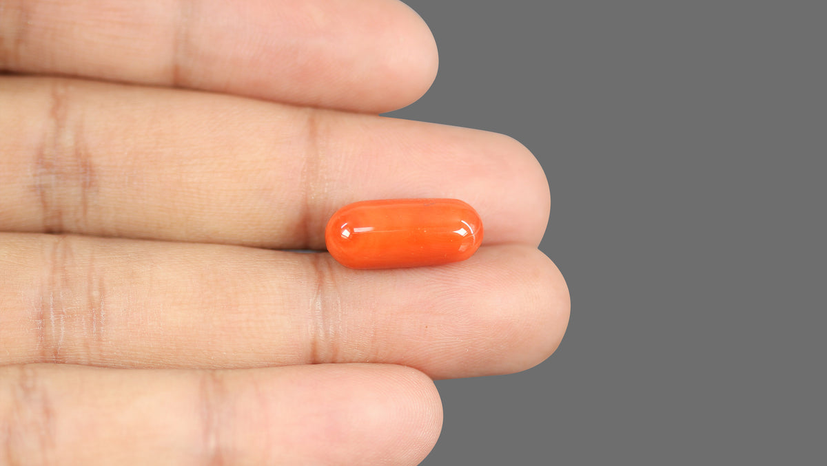 Italian Red Coral 11.30 Carats / 12.42 Ratti