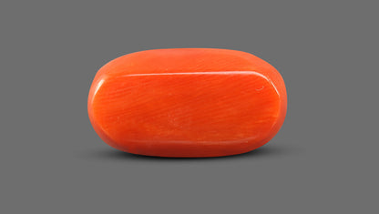 Italian Red Coral 11.85 Carats / 13.02 Ratti