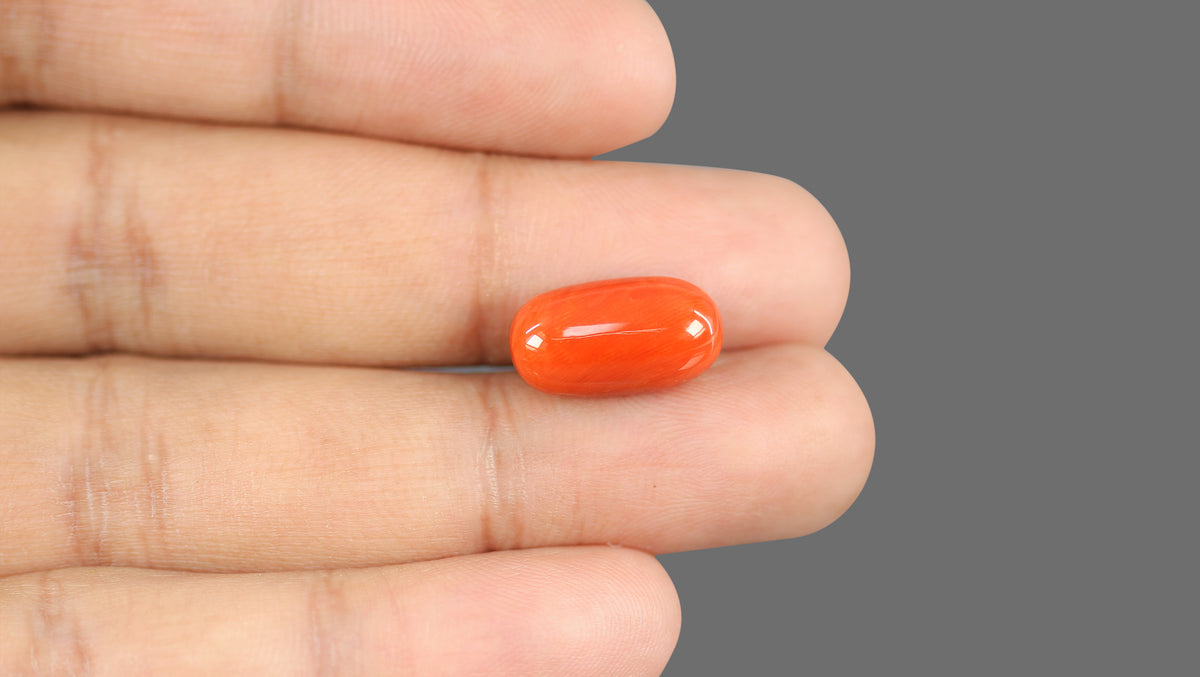 Italian Red Coral 11.85 Carats / 13.02 Ratti
