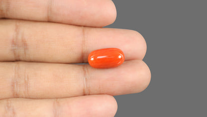 Italian Red Coral 11.85 Carats / 13.02 Ratti