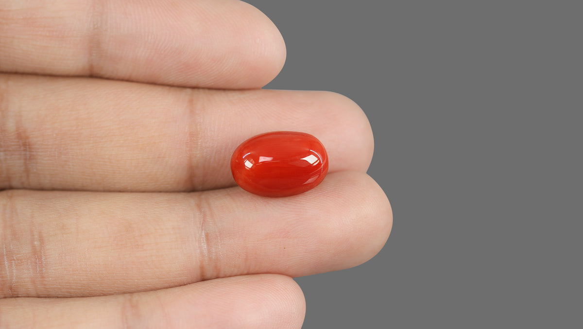 Italian Red Coral 11.70 Carats / 12.86 Ratti