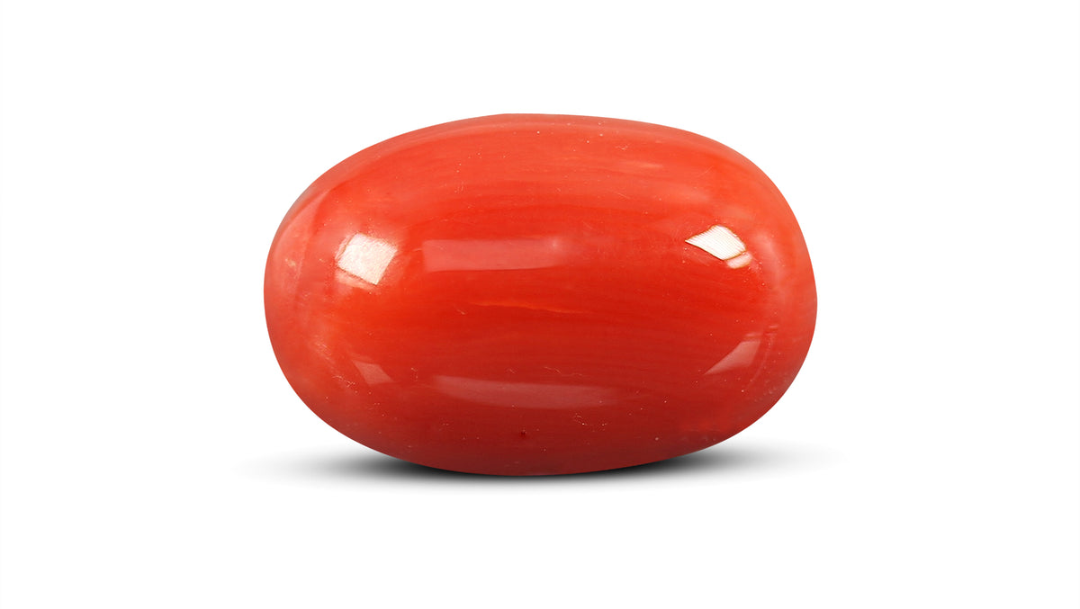 Italian Red Coral 11.70 Carats / 12.86 Ratti