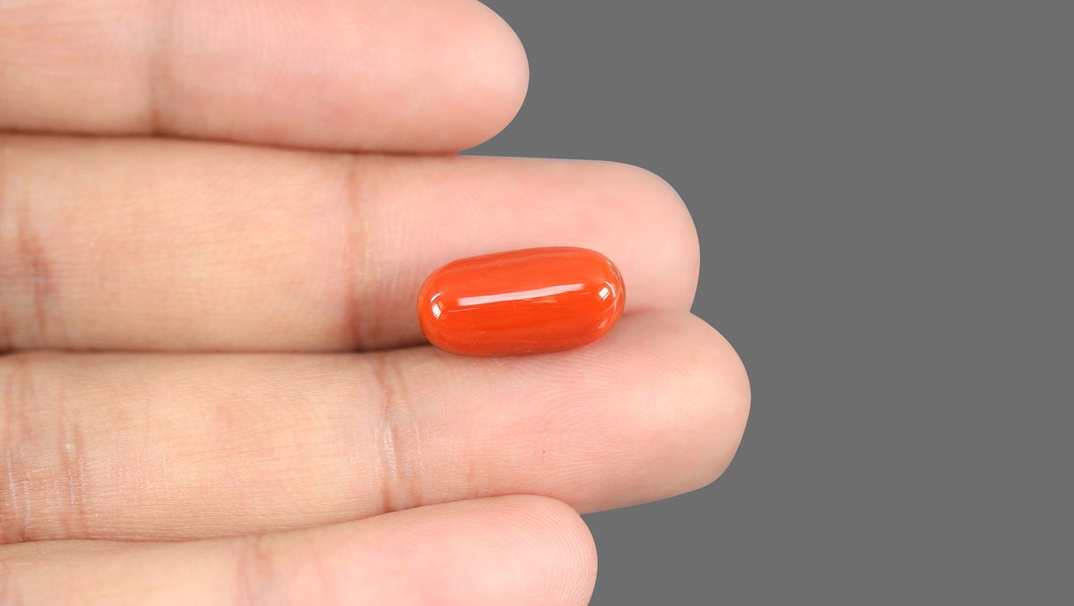 Italian Red Coral 11.38 Carats / 12.51 Ratti