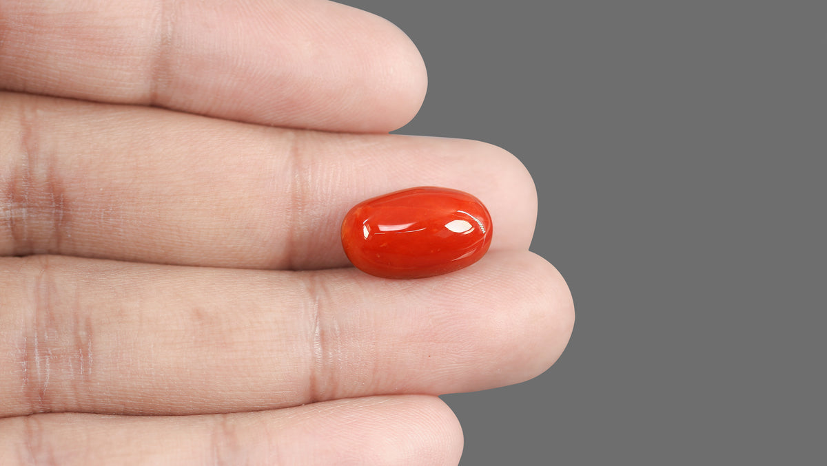 Italian Red Coral 13.20 Carats / 14.51 Ratti