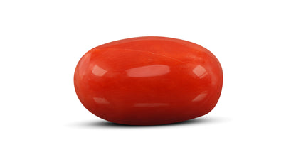 Italian Red Coral 13.20 Carats / 14.51 Ratti