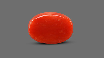 Italian Red Coral 12.80 Carats / 14.07 Ratti