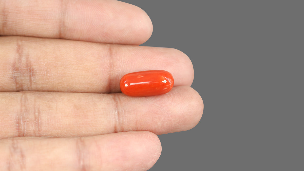 Italian Red Coral 12.36 Carats / 13.58 Ratti