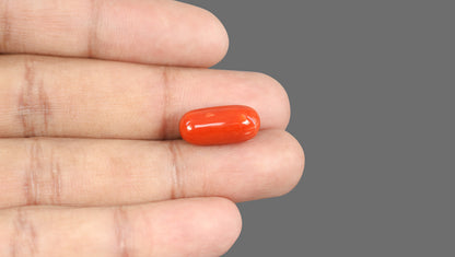 Italian Red Coral 12.36 Carats / 13.58 Ratti