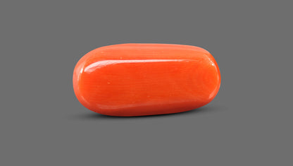 Italian Red Coral 14.96 Carats / 16.44 Ratti