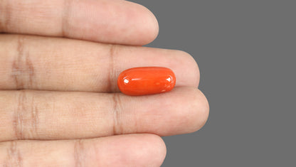 Italian Red Coral 14.96 Carats / 16.44 Ratti