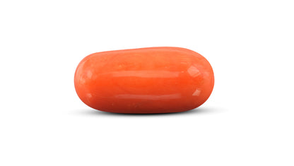 Italian Red Coral 14.96 Carats / 16.44 Ratti