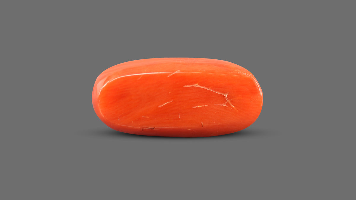 Italian Red Coral 13.34 Carats / 14.66 Ratti