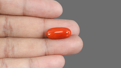 Italian Red Coral 13.34 Carats / 14.66 Ratti
