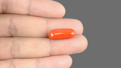 Italian Red Coral 15.22 Carats / 16.73 Ratti