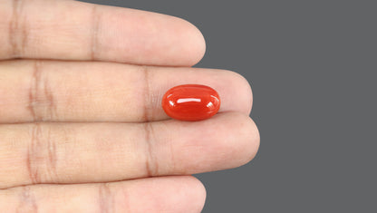 Italian Red Coral 10.82 Carats / 11.89 Ratti