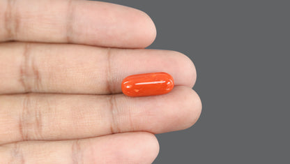 Italian Red Coral 10.14 Carats / 11.14 Ratti