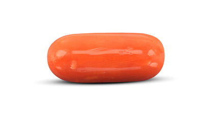 Italian Red Coral 10.14 Carats / 11.14 Ratti