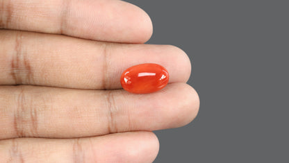 Italian Red Coral 9.81 Carats / 10.78 Ratti