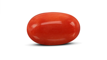 Italian Red Coral 9.81 Carats / 10.78 Ratti