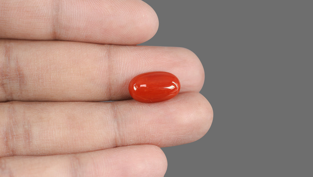 Italian Red Coral 6.98 Carats / 7.67 Ratti