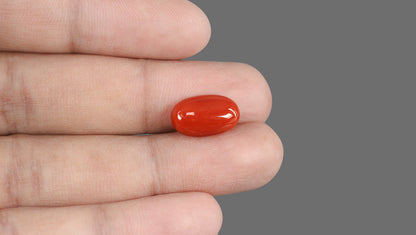 Italian Red Coral 6.98 Carats / 7.67 Ratti